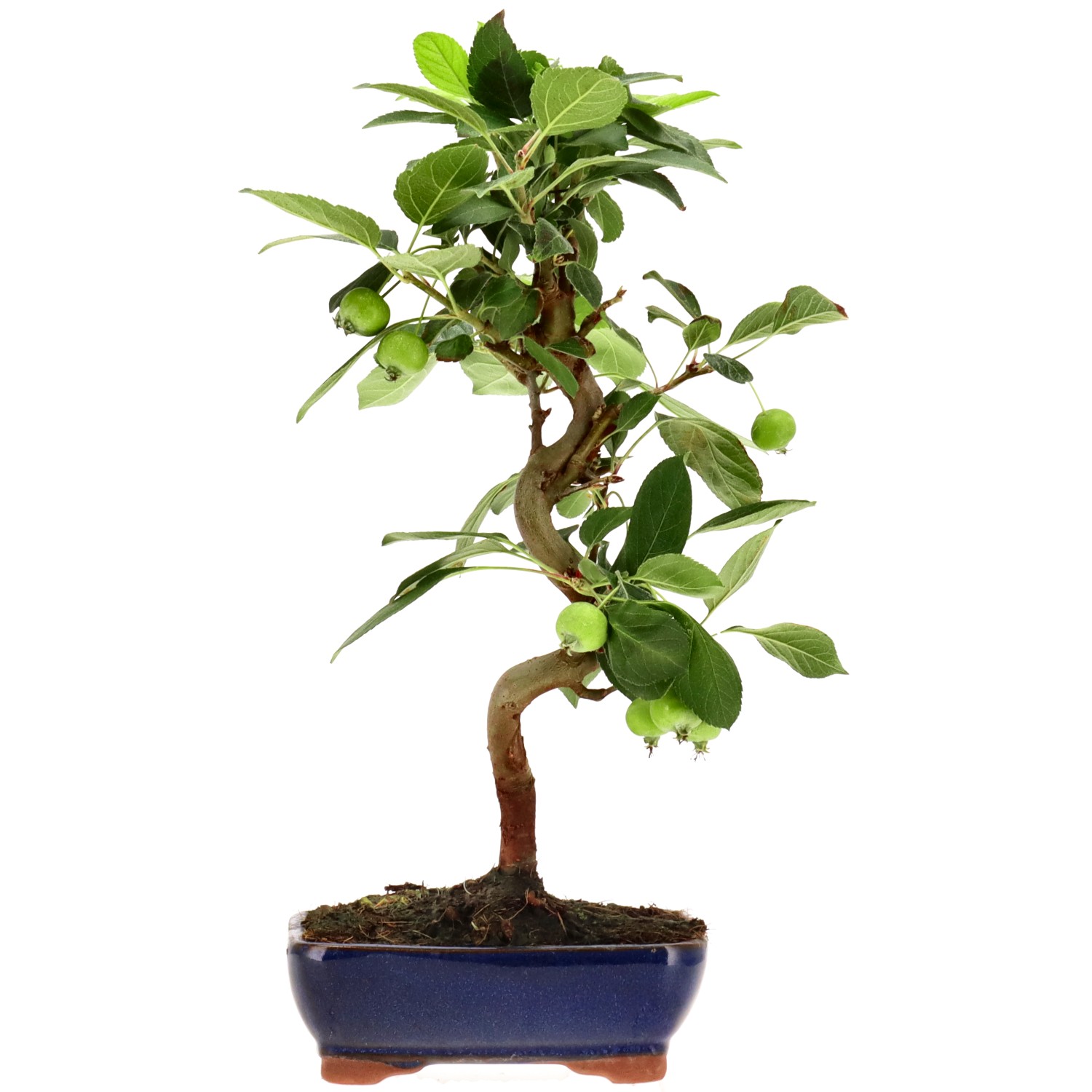 Zierapfel, ca. 8 J. (32 cm)
