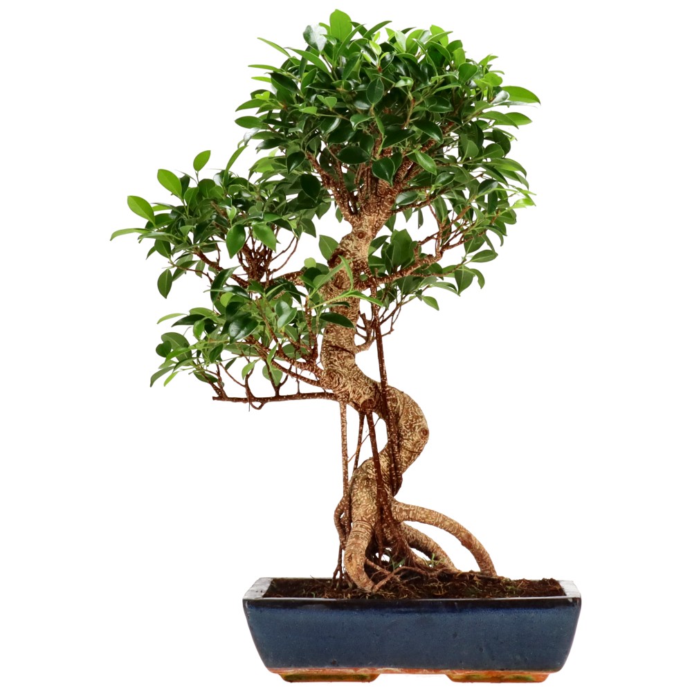 bonsai.fallbackImageTitle bonsai.fallbackImageTitle