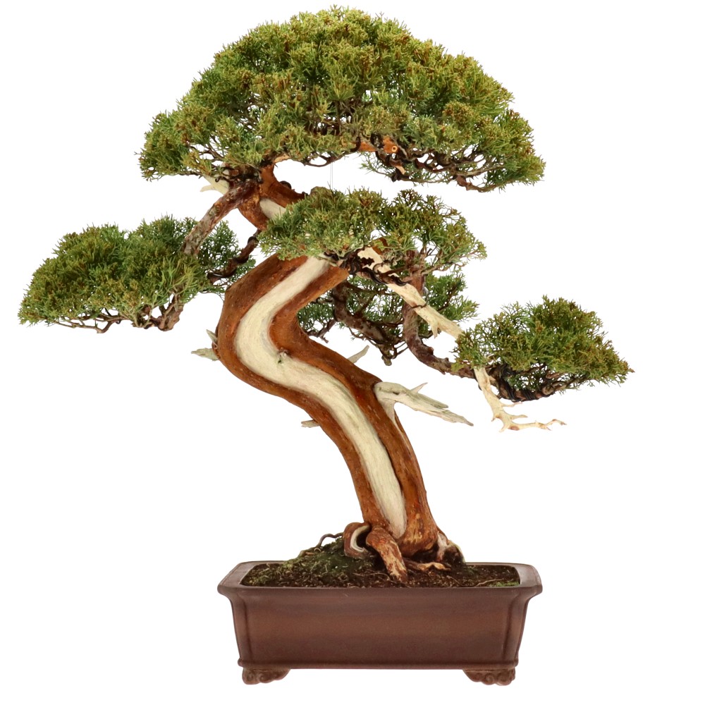 Chin. Wacholder, ca. 50 J. (63 cm)