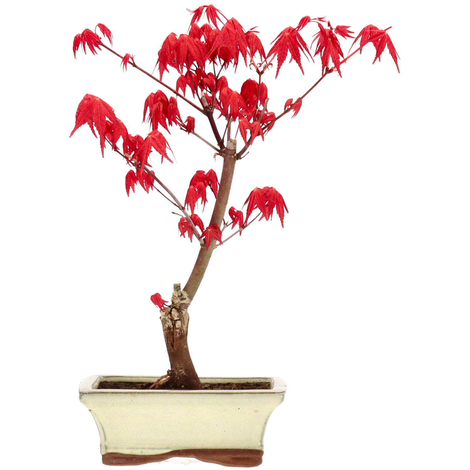 Érable du Japon (Deshojo), greffé, env. 7 ans (28 cm)
