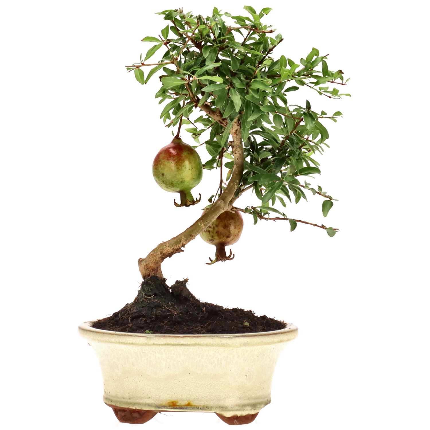 Pomegranate, approx. 7 y. (18 cm)