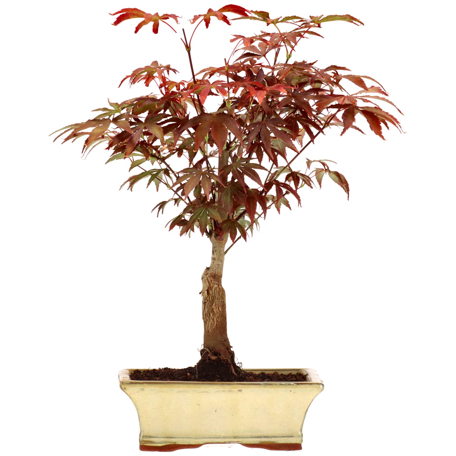 Jap. Fächerahorn (Atropurpureum), veredelt, ca. 9 J. (34 cm)