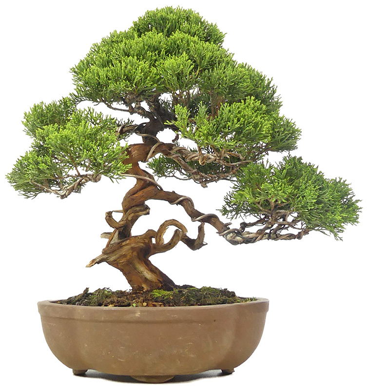 bonsai.fallbackImageTitle bonsai.fallbackImageTitle