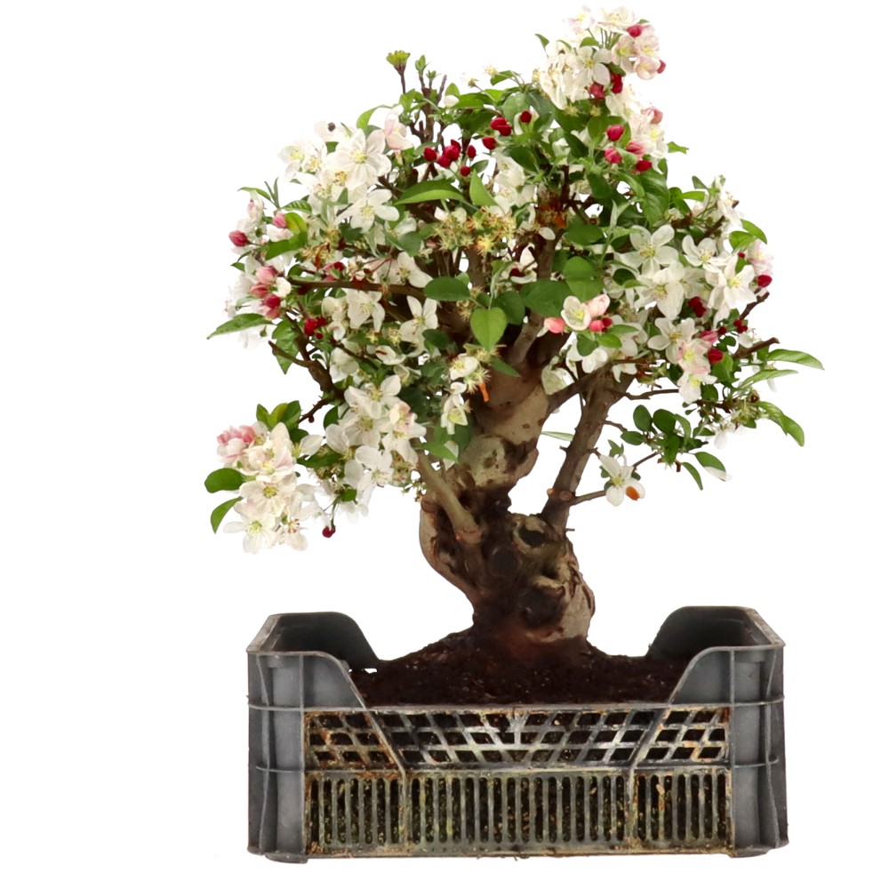 Zierapfel, ca. 24 J. (51 cm)