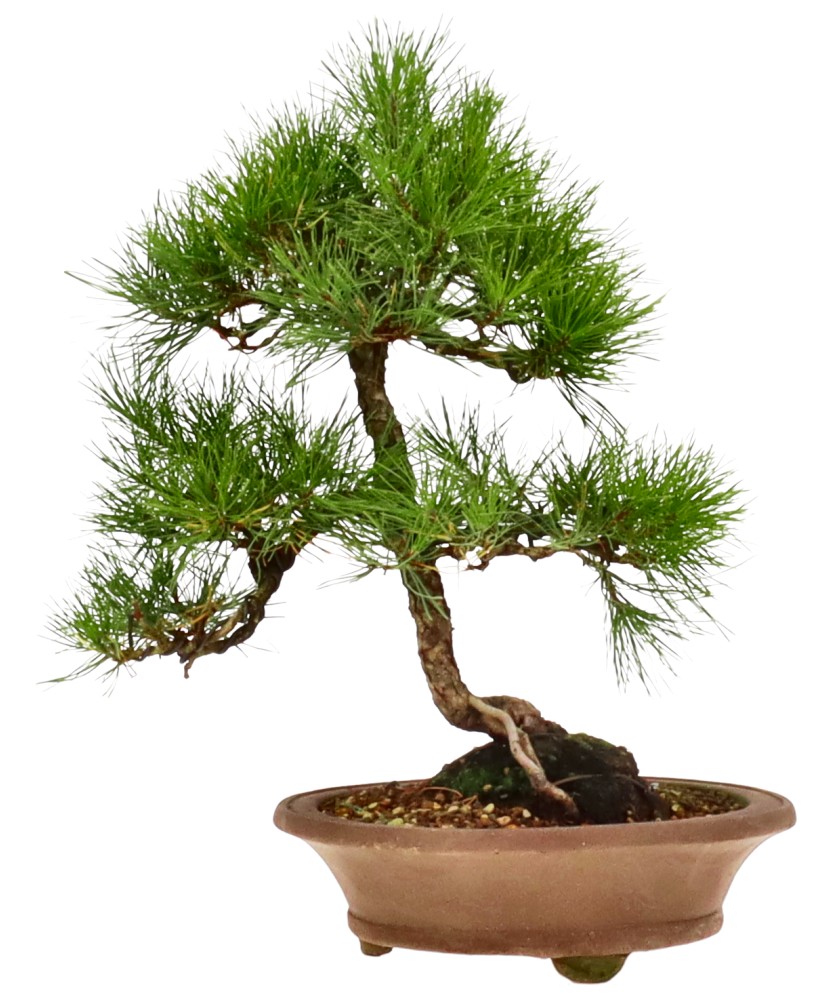 bonsai.fallbackImageTitle bonsai.fallbackImageTitle