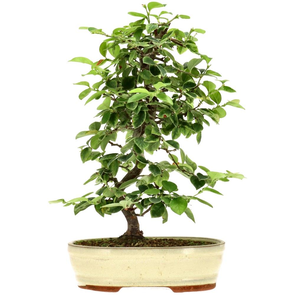Chin. Quitte, ca. 15 J. (39 cm)