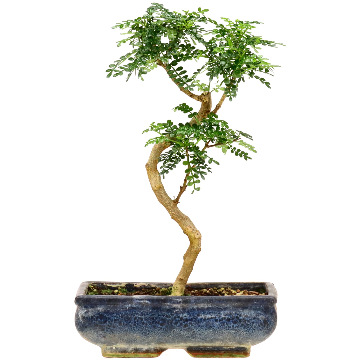 Pepe di Sichuan, ca. 10 anni (33 cm)