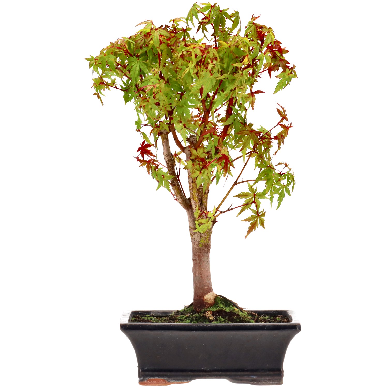 Jap. Maple (Katsura), approx. 9 y. (33 cm)