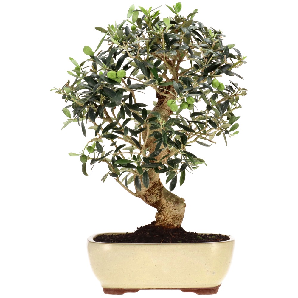Olea europaea, env. 20 ans (42 cm)