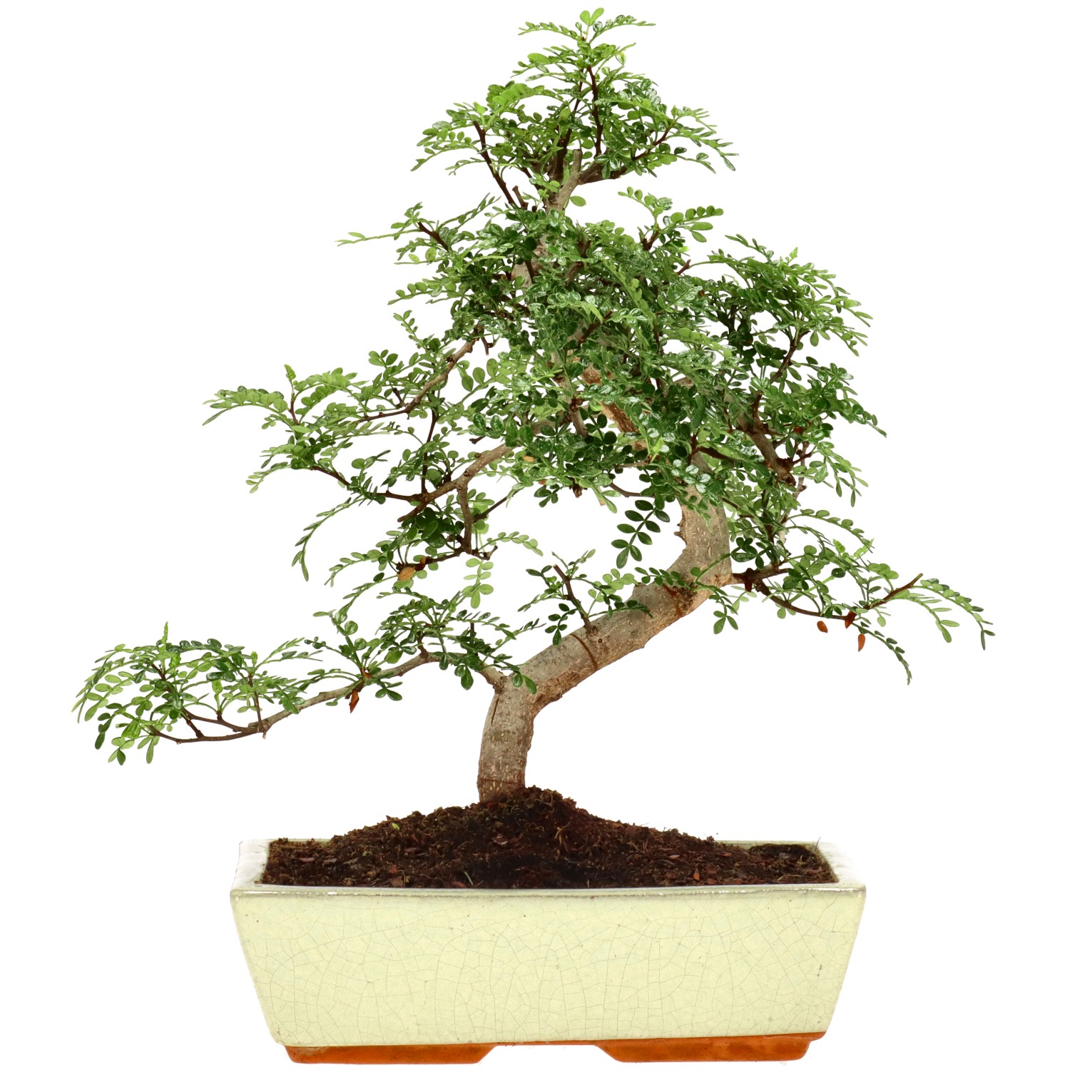 Pepe di Sichuan, ca. 15 anni (38 cm)