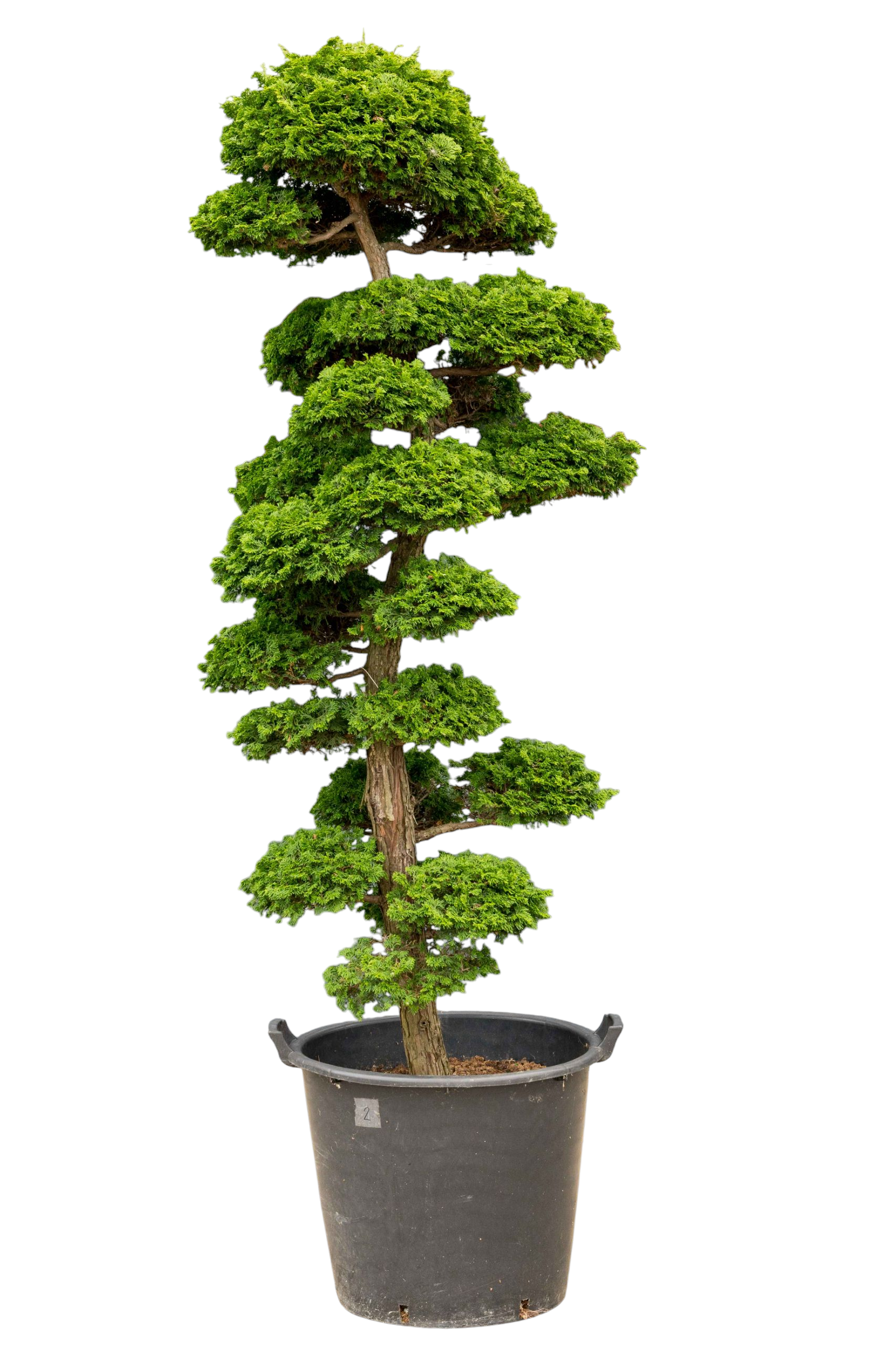 bonsai.fallbackImageTitle