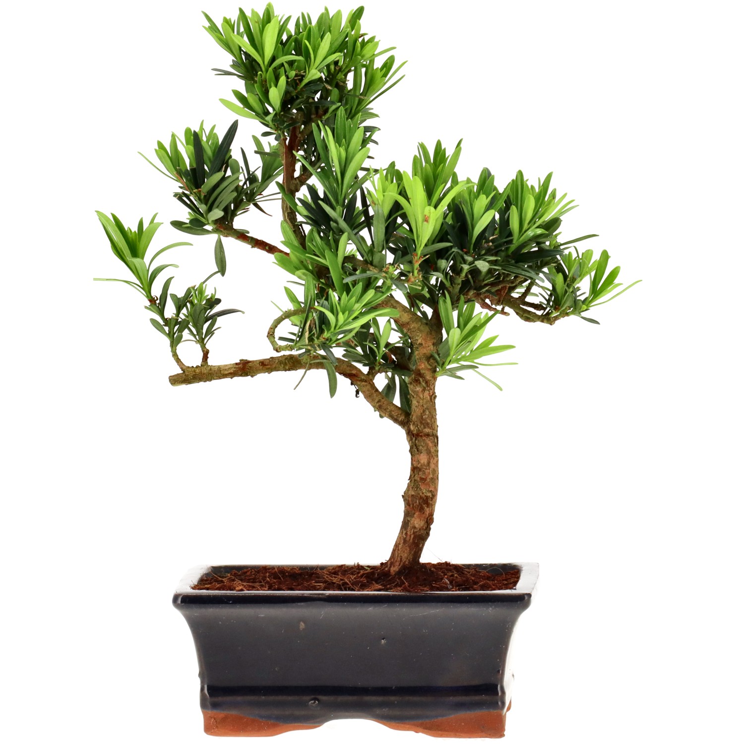 Pin de bouddhistes, env. 7 ans (23 cm)