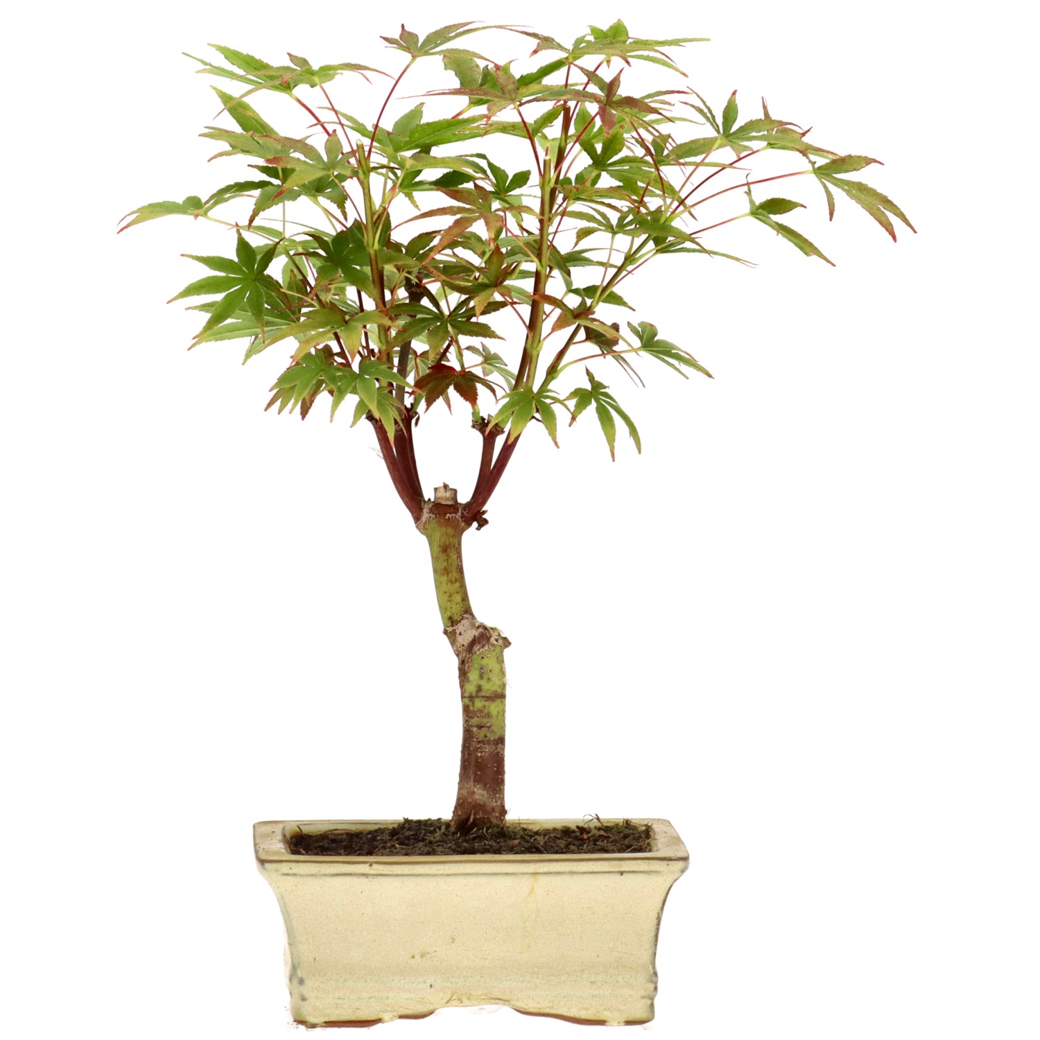 Jap. Maple (Deshojo), approx. 7 y. (25 cm)