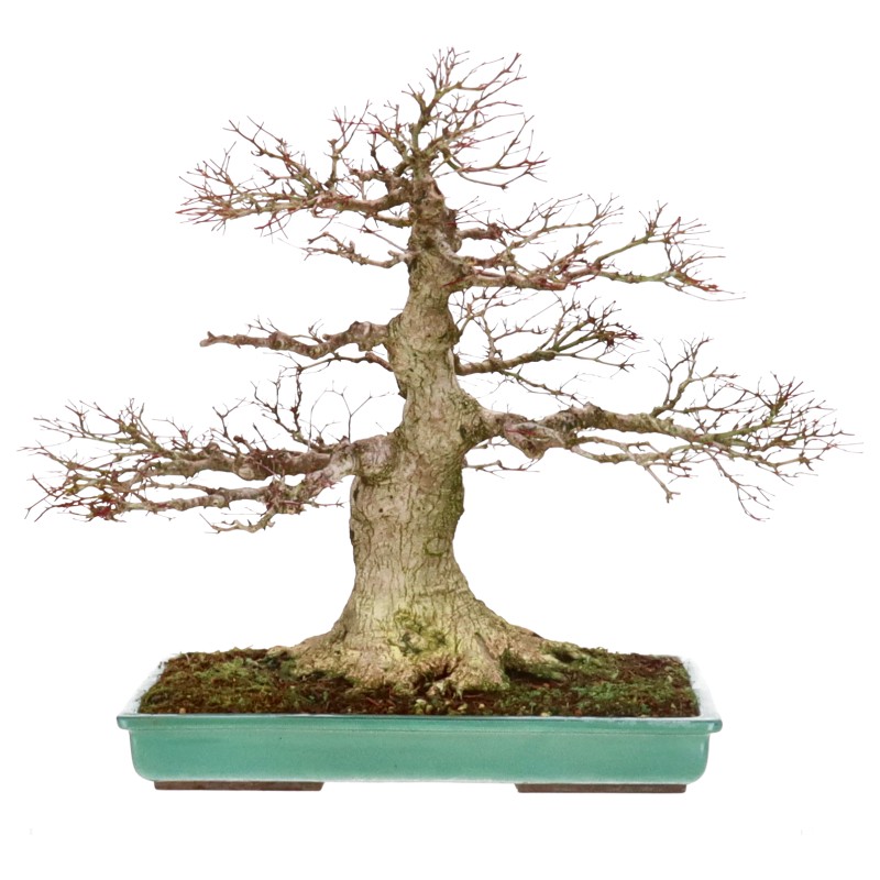 Jap. Fächerahorn, ca. 50 J. (48 cm) Jap. Fächerahorn, ca. 50 J. (48 cm)