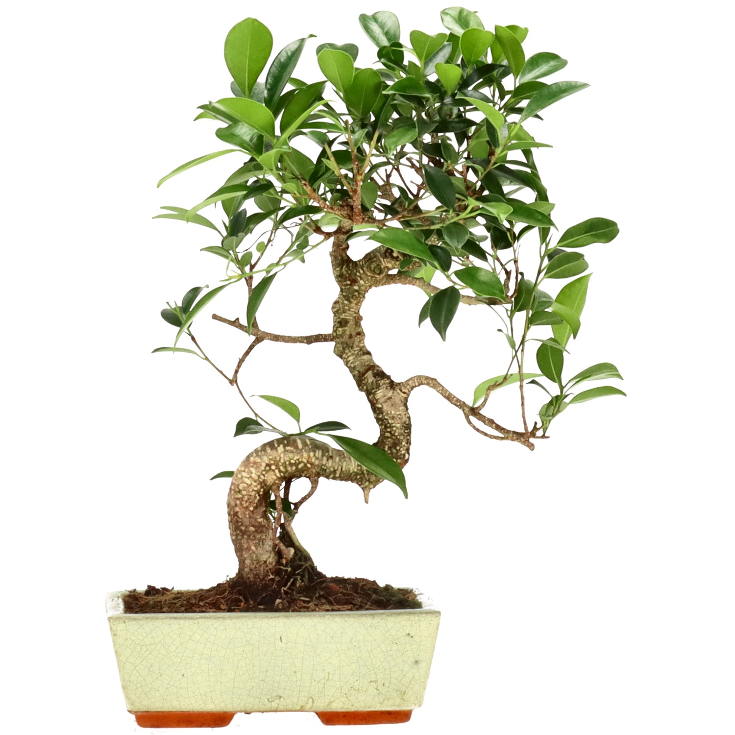 Ficus Retusa, ca. 9 anni (29 cm)
