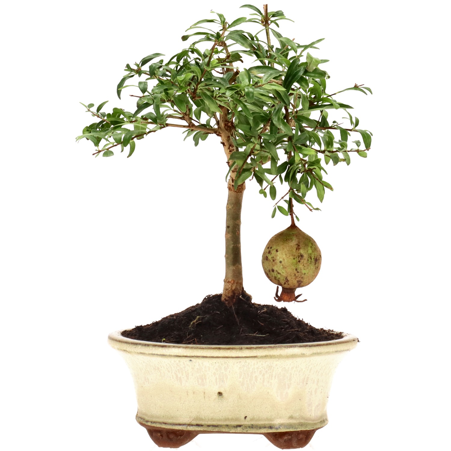 bonsai.fallbackImageTitle bonsai.fallbackImageTitle
