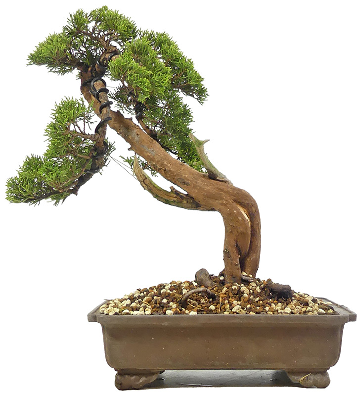 bonsai.fallbackImageTitle bonsai.fallbackImageTitle