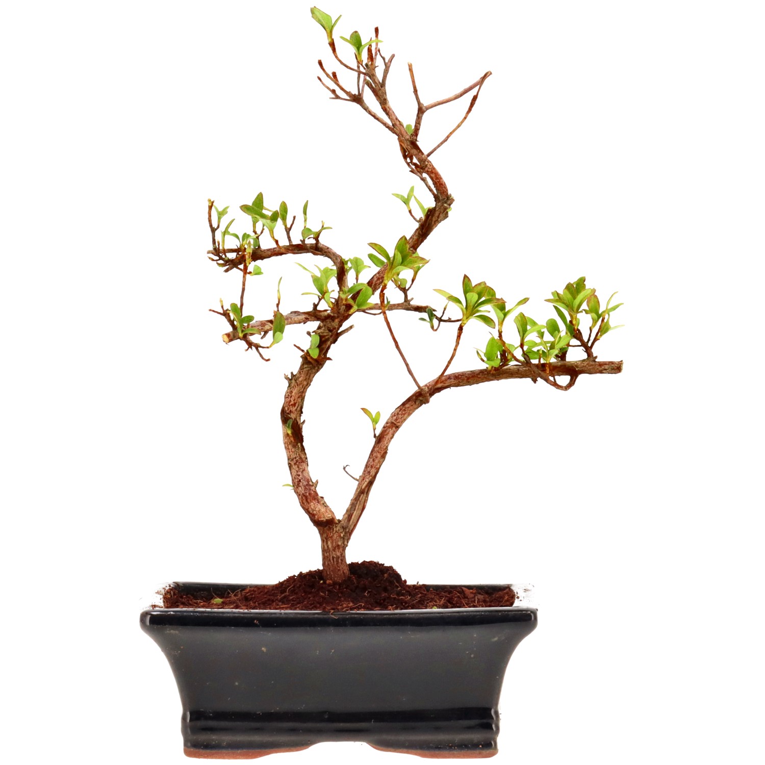 Jap. Azalee (Osakazuki), ca. 8 J. (23 cm)