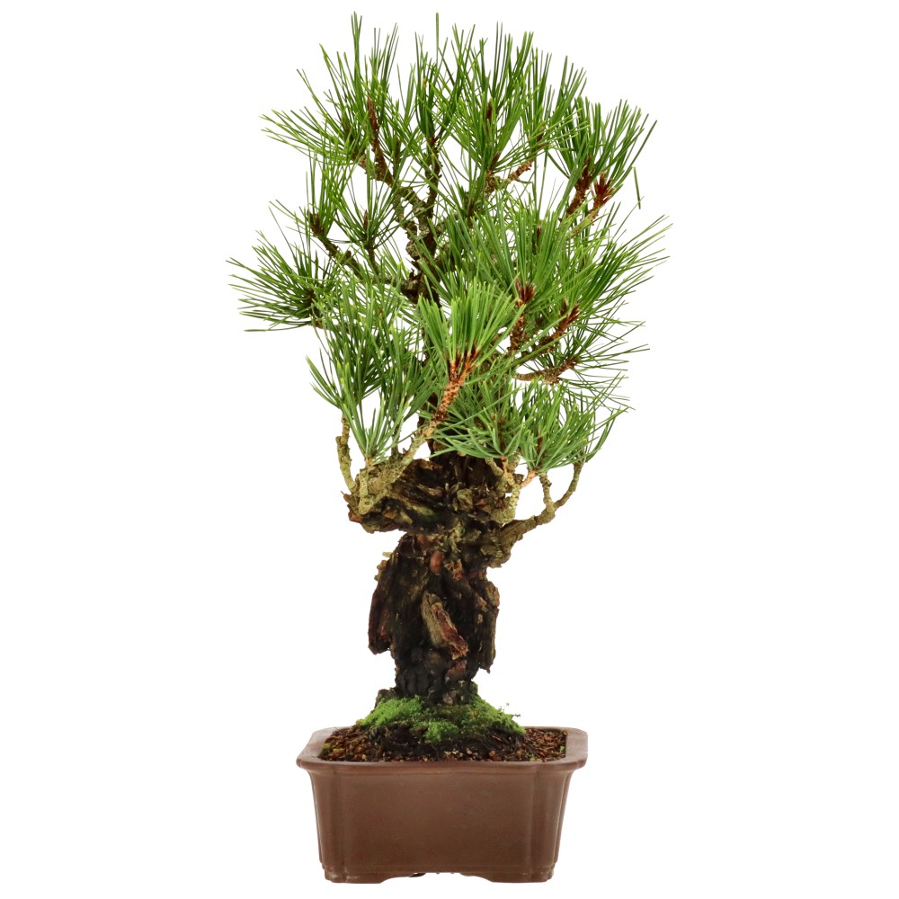 bonsai.fallbackImageTitle