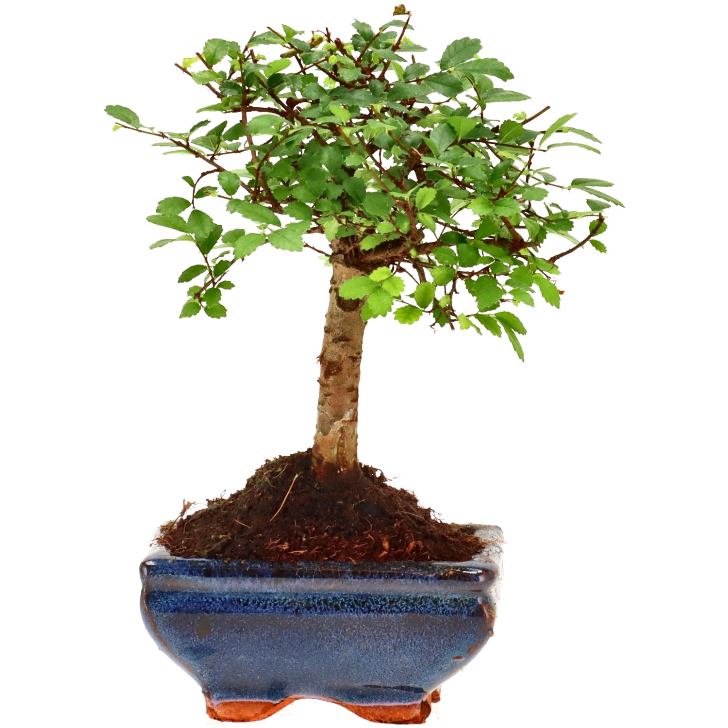 Chin. Ulme, ca. 6 J. (17 cm)