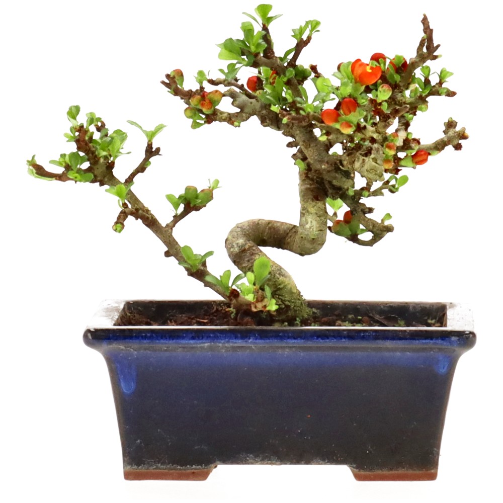 bonsai.fallbackImageTitle bonsai.fallbackImageTitle