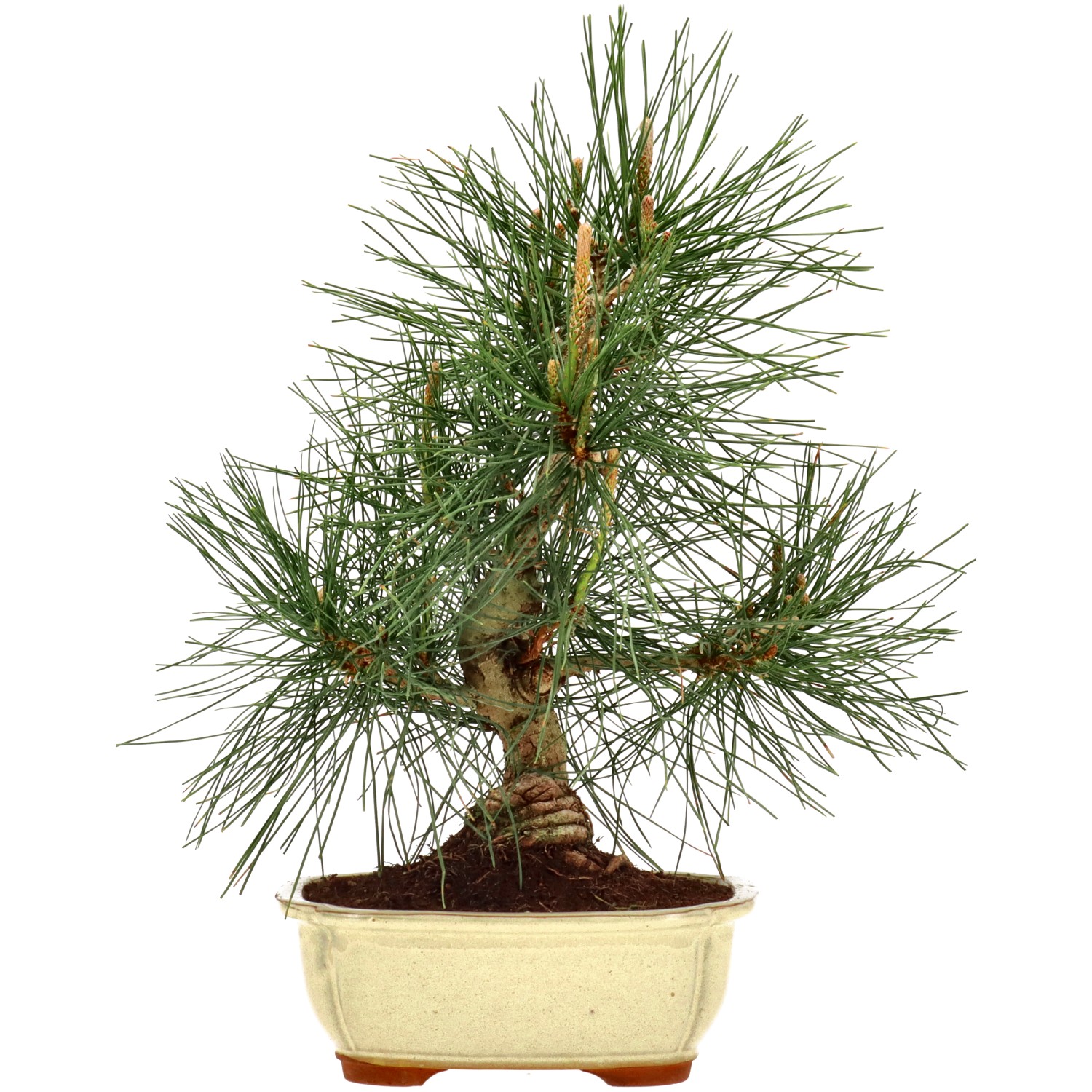 Jap. Schwarzkiefer, ca. 12 J. (35 cm)