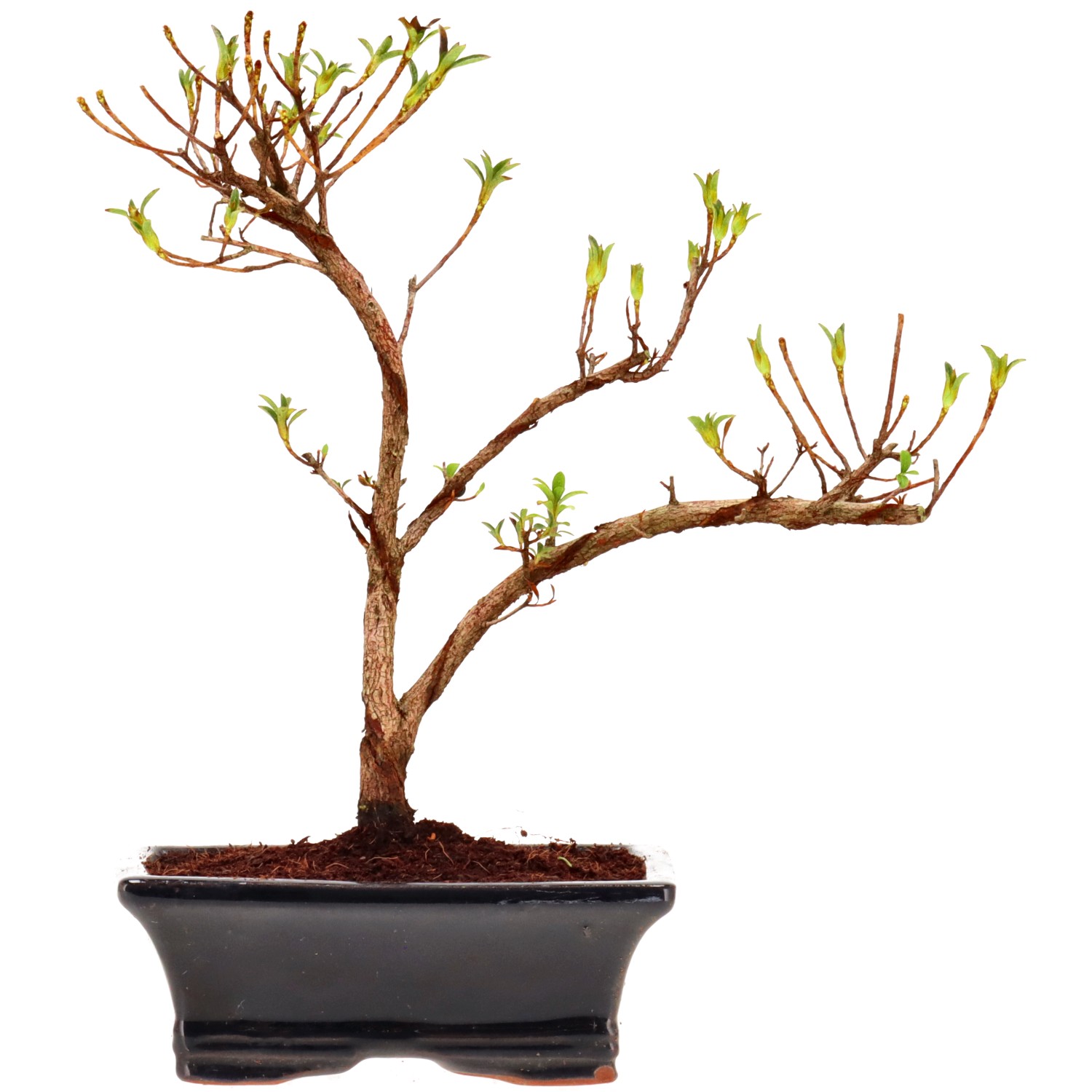 Jap. Azalee (Osakazuki), ca. 8 J. (24 cm)