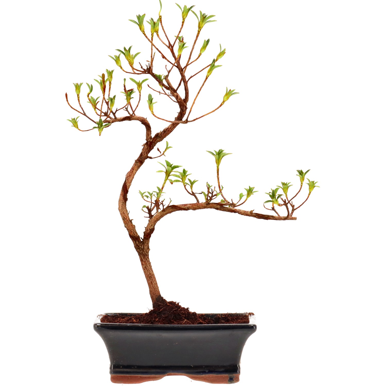 Jap. Azalee (Osakazuki), ca. 8 J. (28 cm)