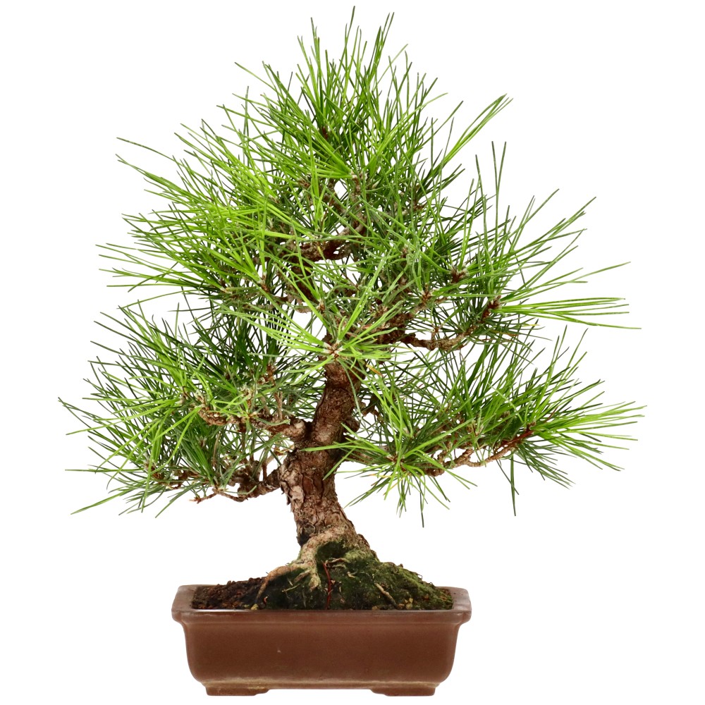 Japanese black pine, approx. 18 y. (30 cm)
