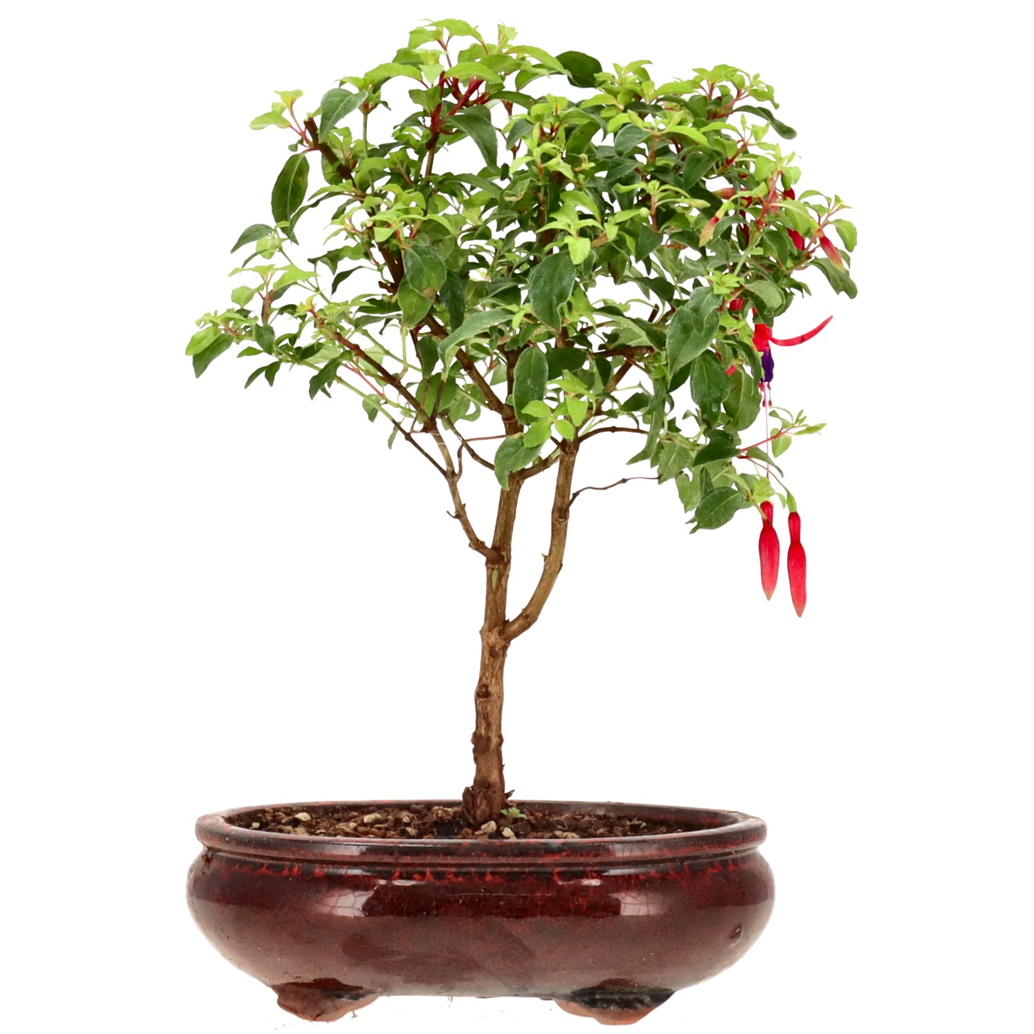 Fuchsie 'Benii', ca. 4 J. (27 cm)
