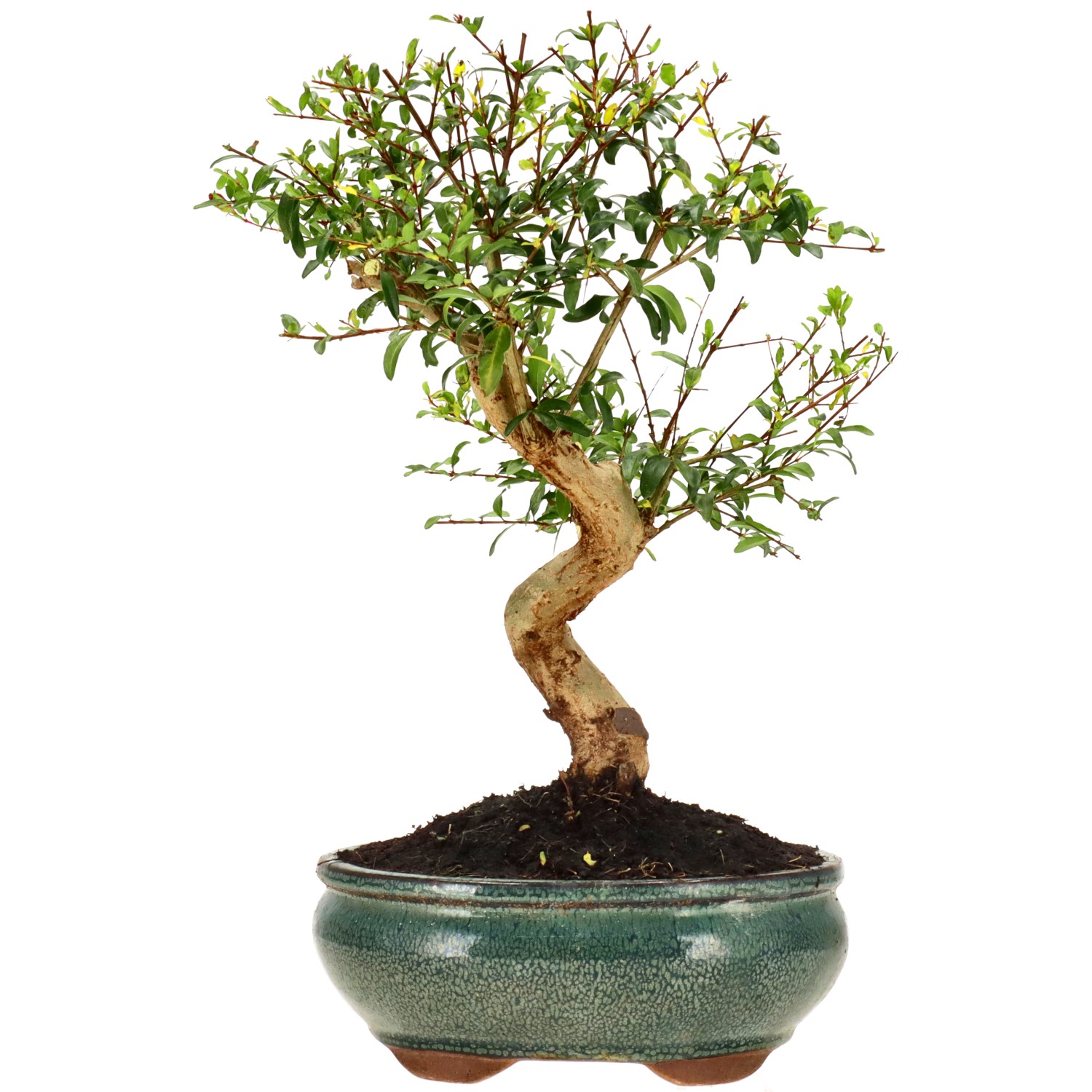 Pomegranate, approx. 10 y. (28 cm)