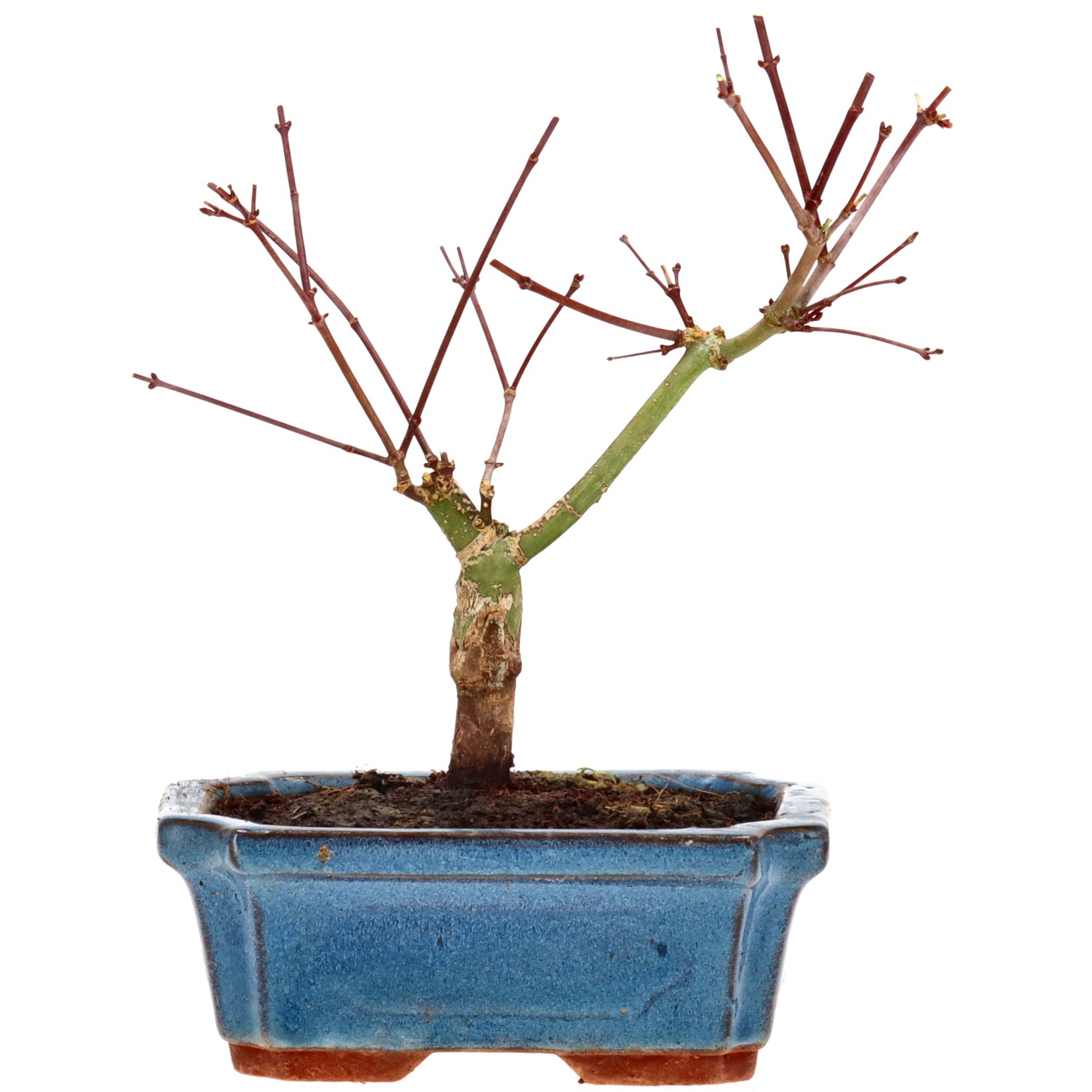 Jap. Maple (Deshojo), approx. 7 y. (19 cm)