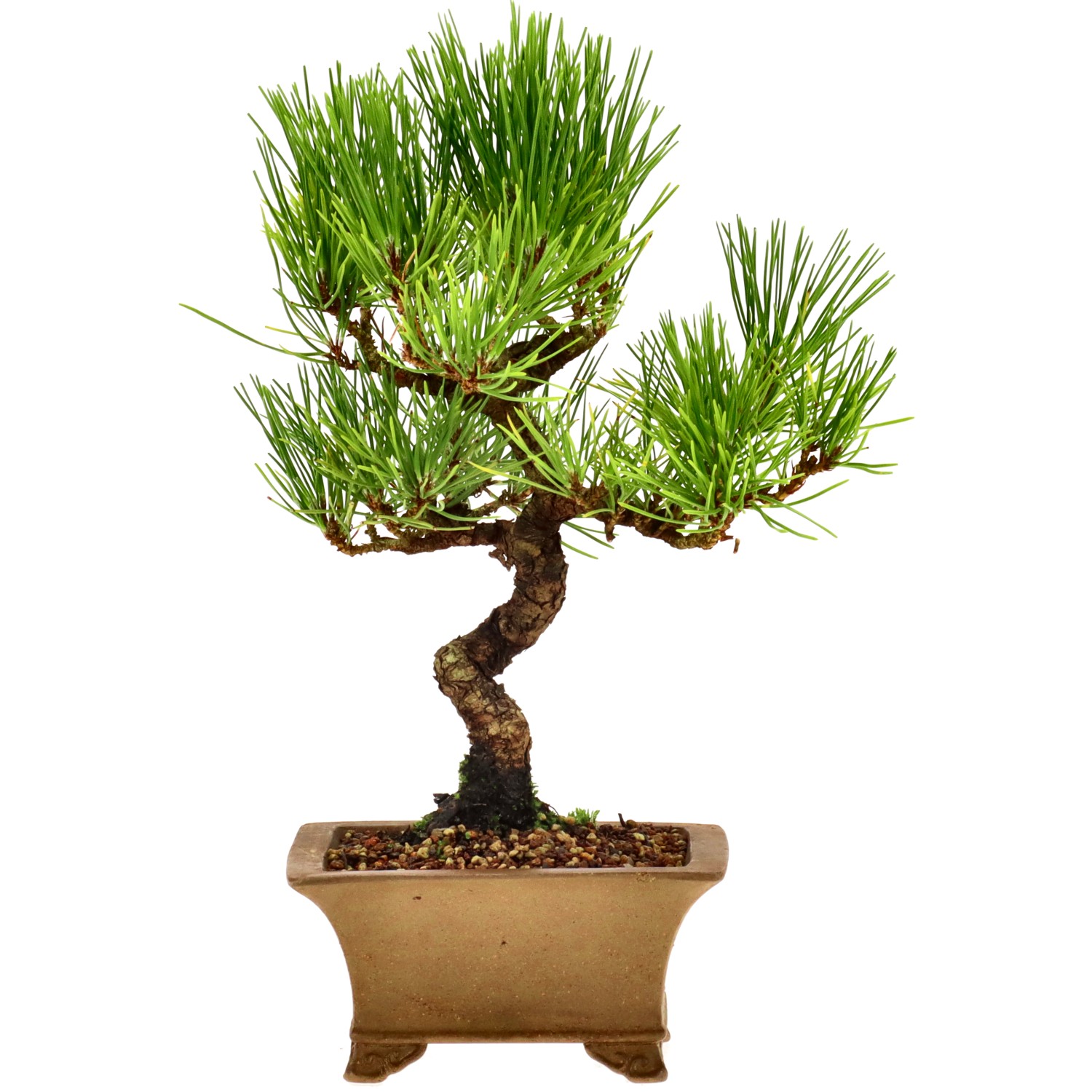 Japanese black pine, approx. 10 y. (22 cm)