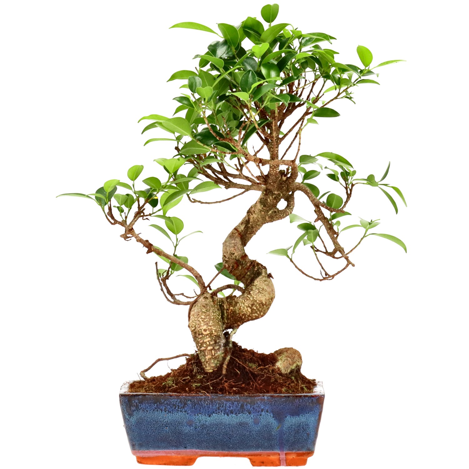 Chin. Feigenbaum (Retusa), ca. 9 J. (32 cm)