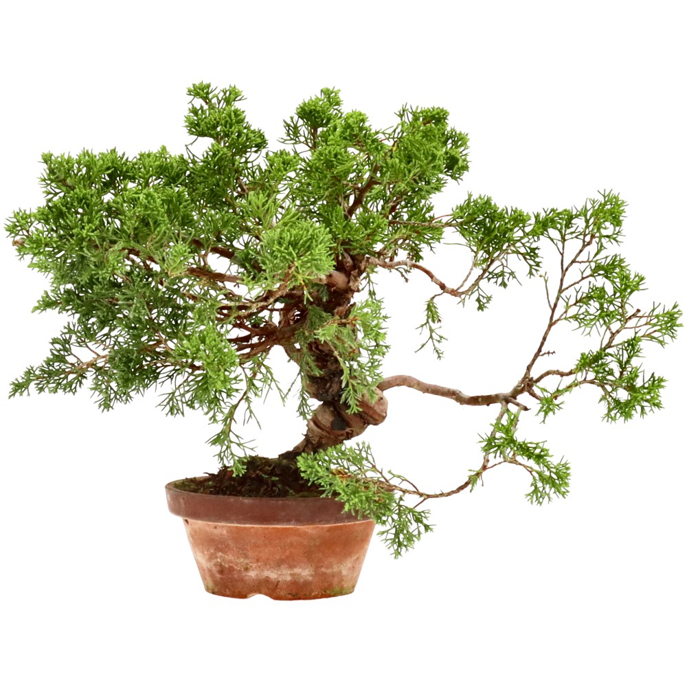 Chin. Wacholder, ca. 20 J. (24 cm)