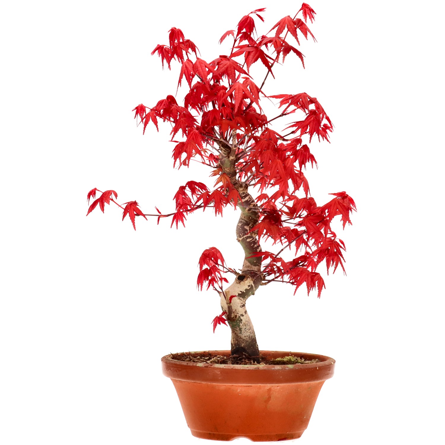 Érable du Japon (Deshojo), greffé, env. 10 ans (29 cm)