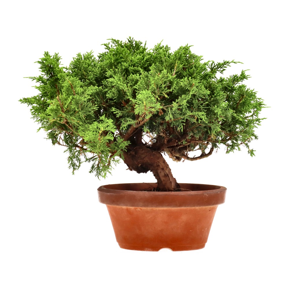 Genévrier de Chine, env. 20 ans (25 cm)
