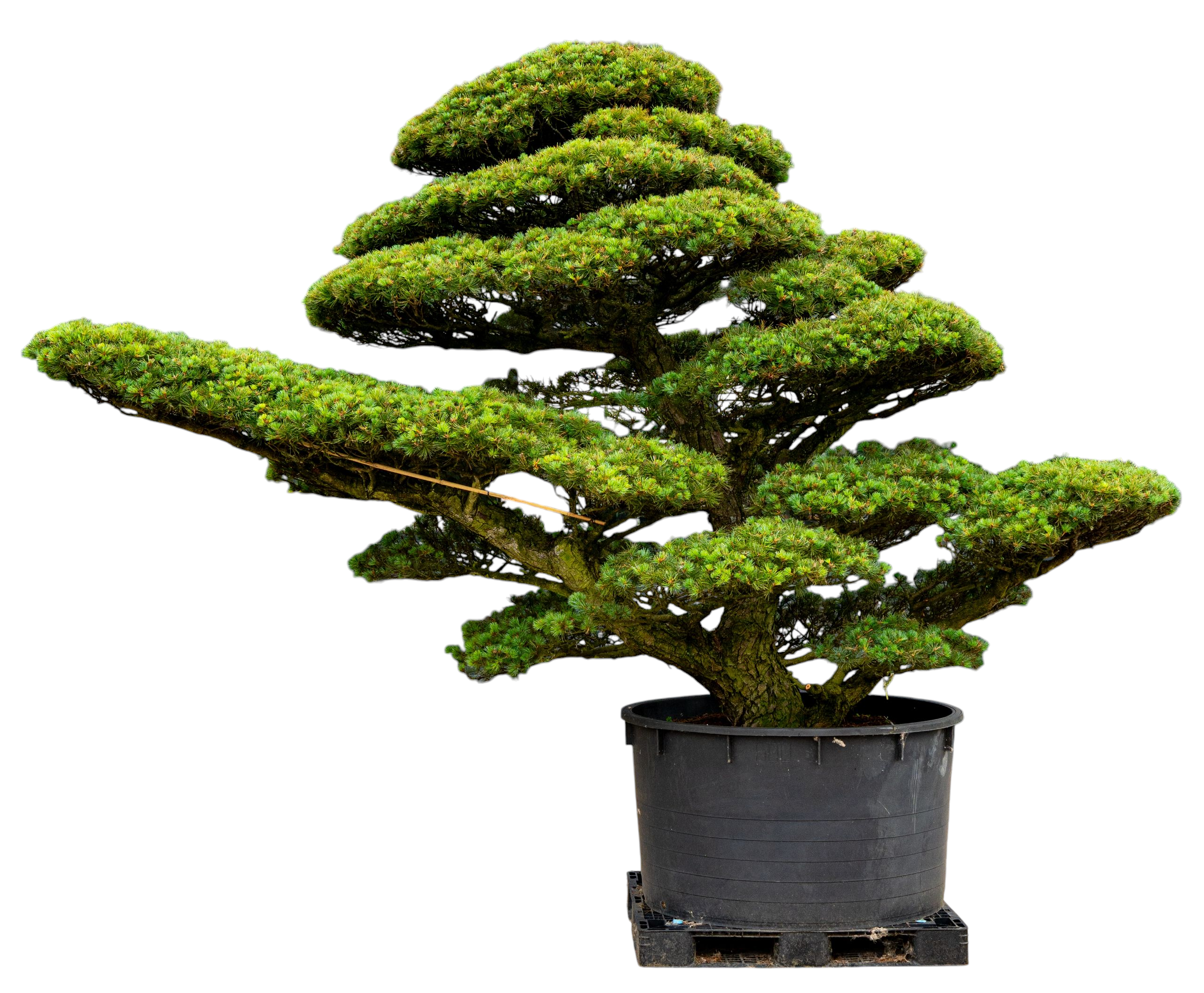bonsai.fallbackImageTitle bonsai.fallbackImageTitle