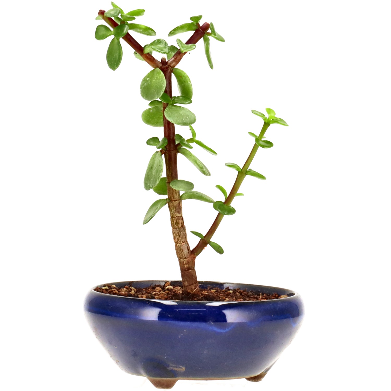 Árbol de la abundancia, aprox. 3 años (17 cm)