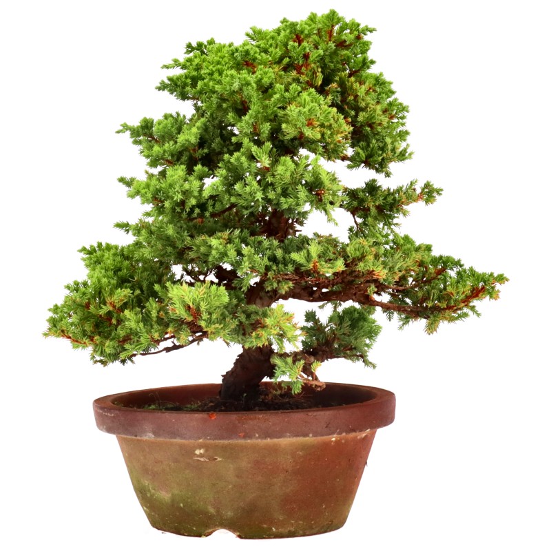 bonsai.fallbackImageTitle bonsai.fallbackImageTitle
