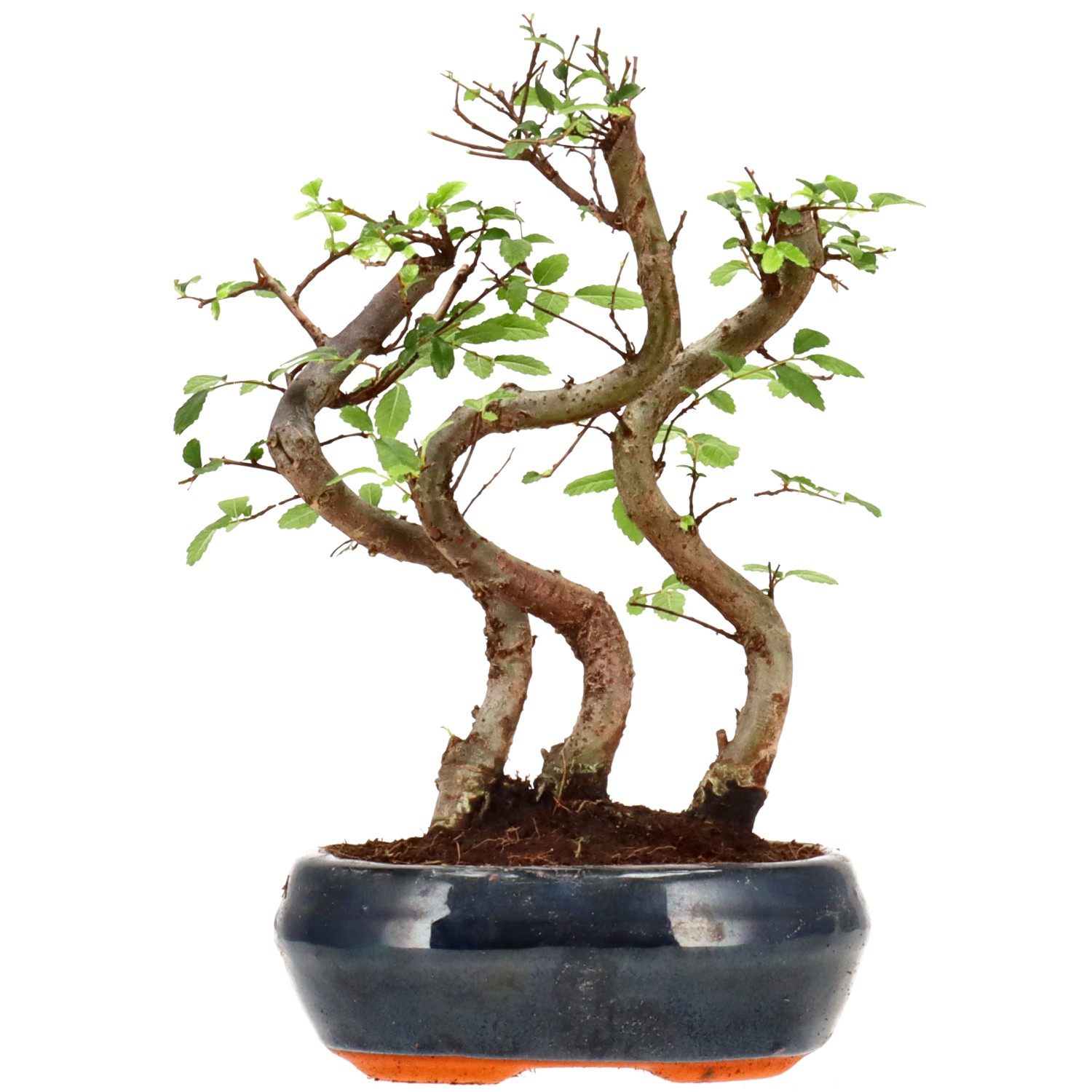 Orme de Chine, env. 6 ans (22 cm)