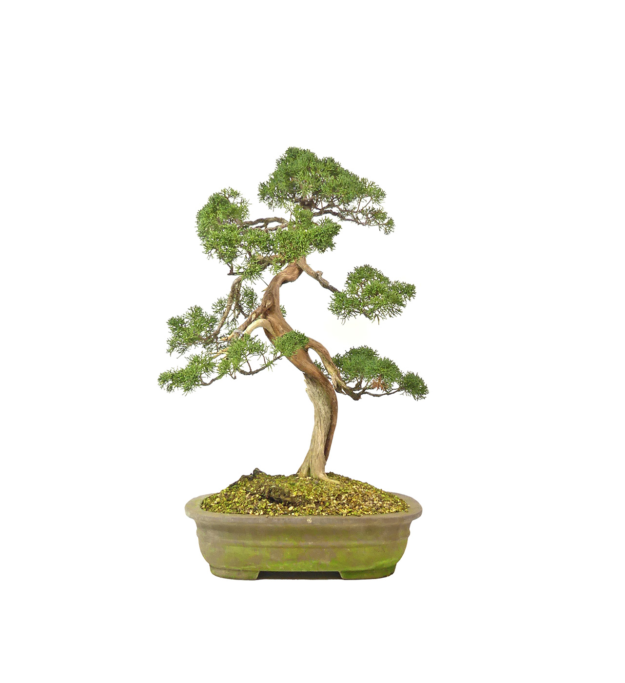 bonsai.fallbackImageTitle bonsai.fallbackImageTitle