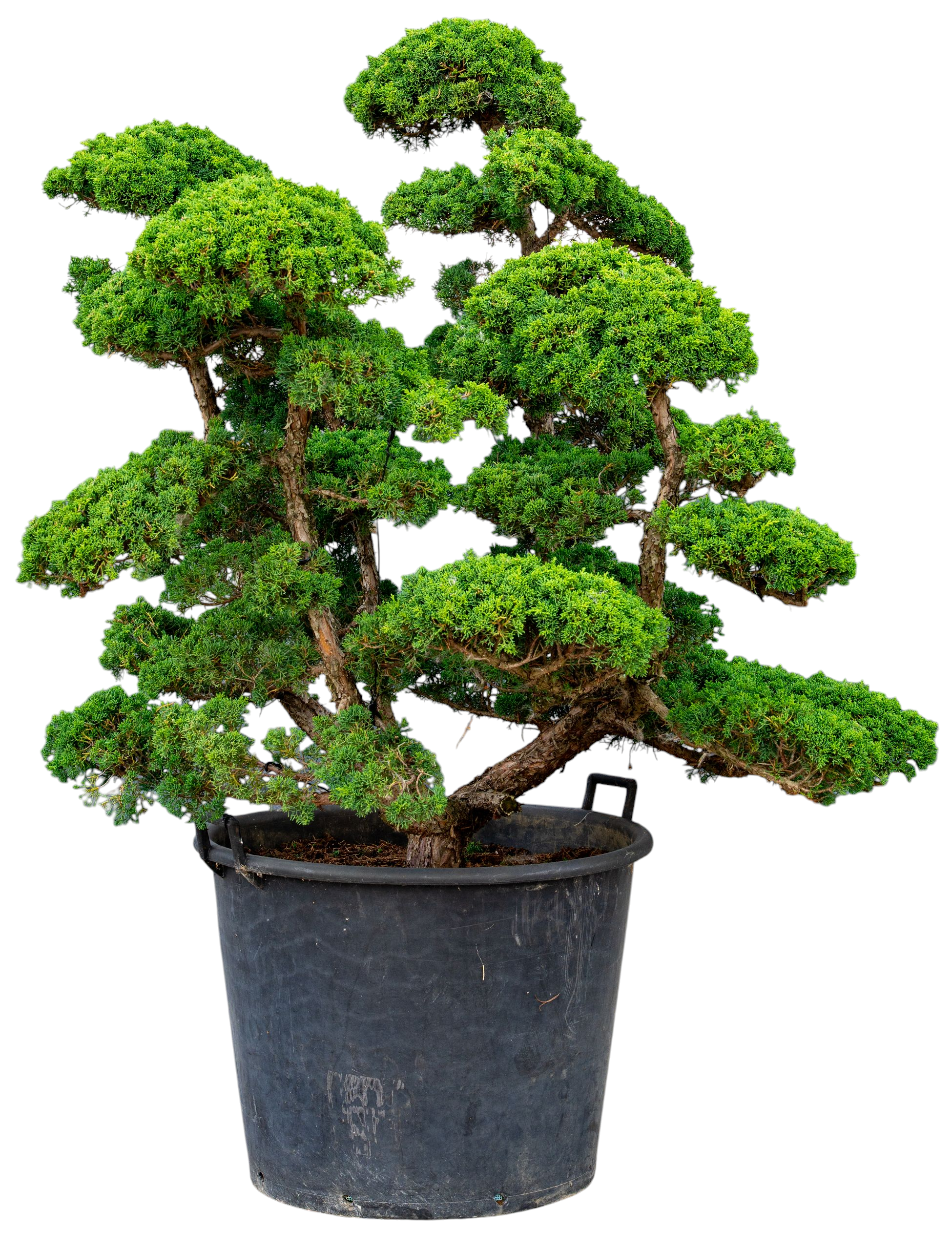 bonsai.fallbackImageTitle