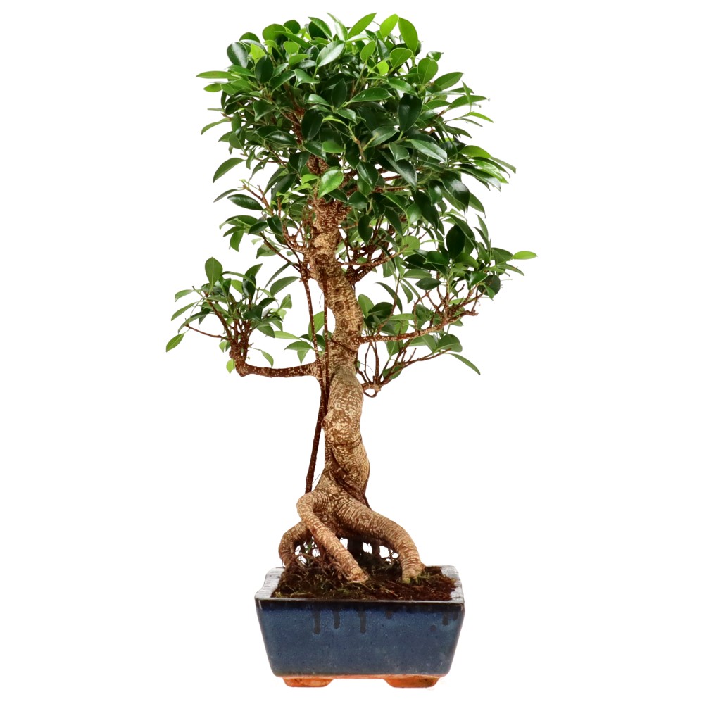 bonsai.fallbackImageTitle bonsai.fallbackImageTitle