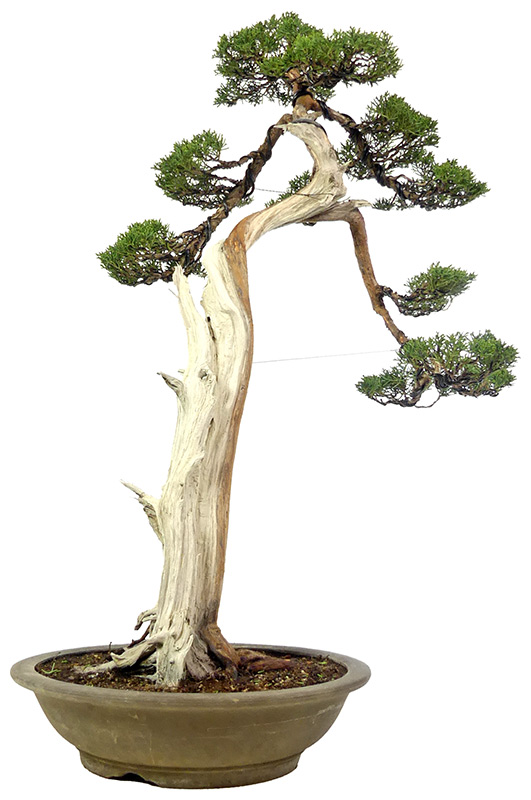 bonsai.fallbackImageTitle bonsai.fallbackImageTitle