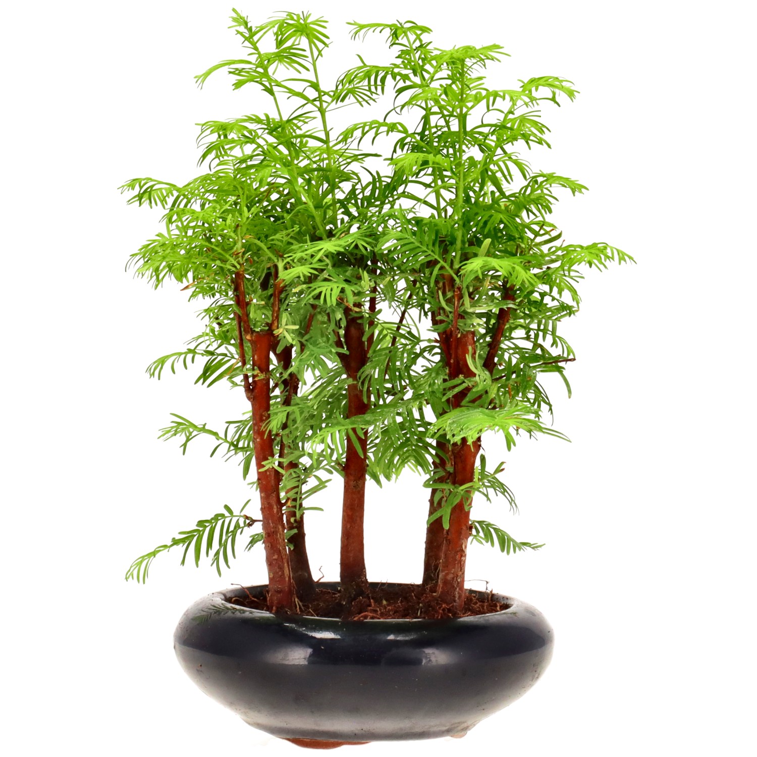 Metasequoia glyptostroboides, env. 6 ans (22 cm)