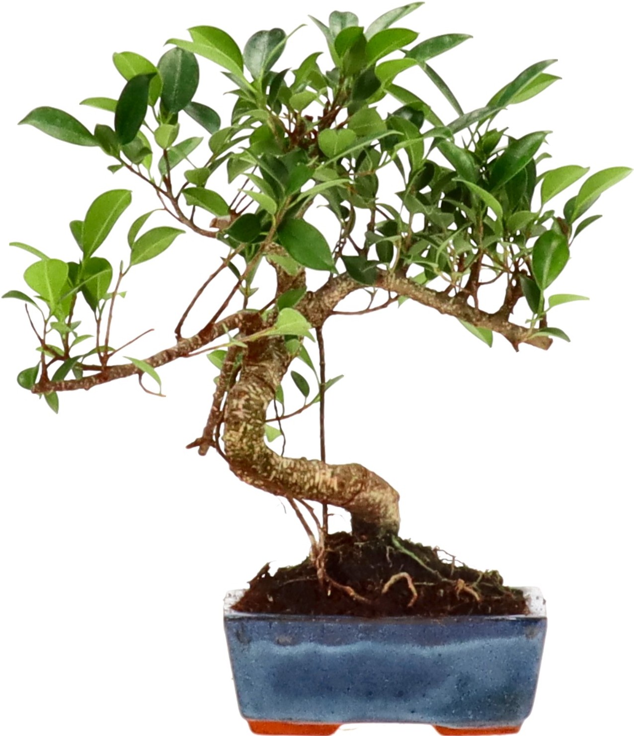 [Z013] Ficus Retusa, ca. 8 anni