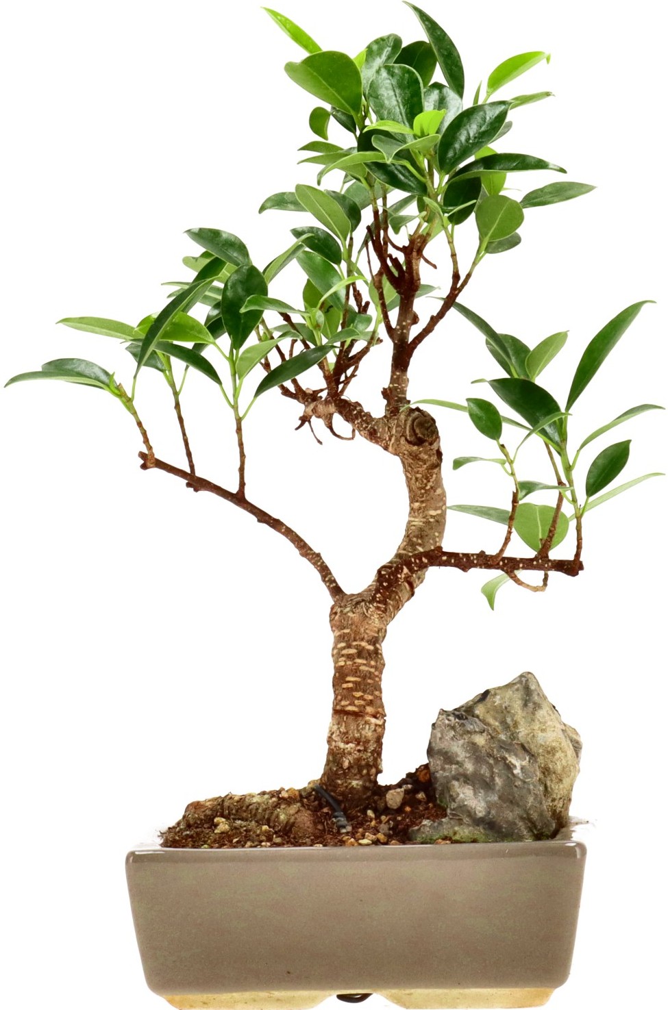 [Z013] Ficus Retusa, env. 7 ans