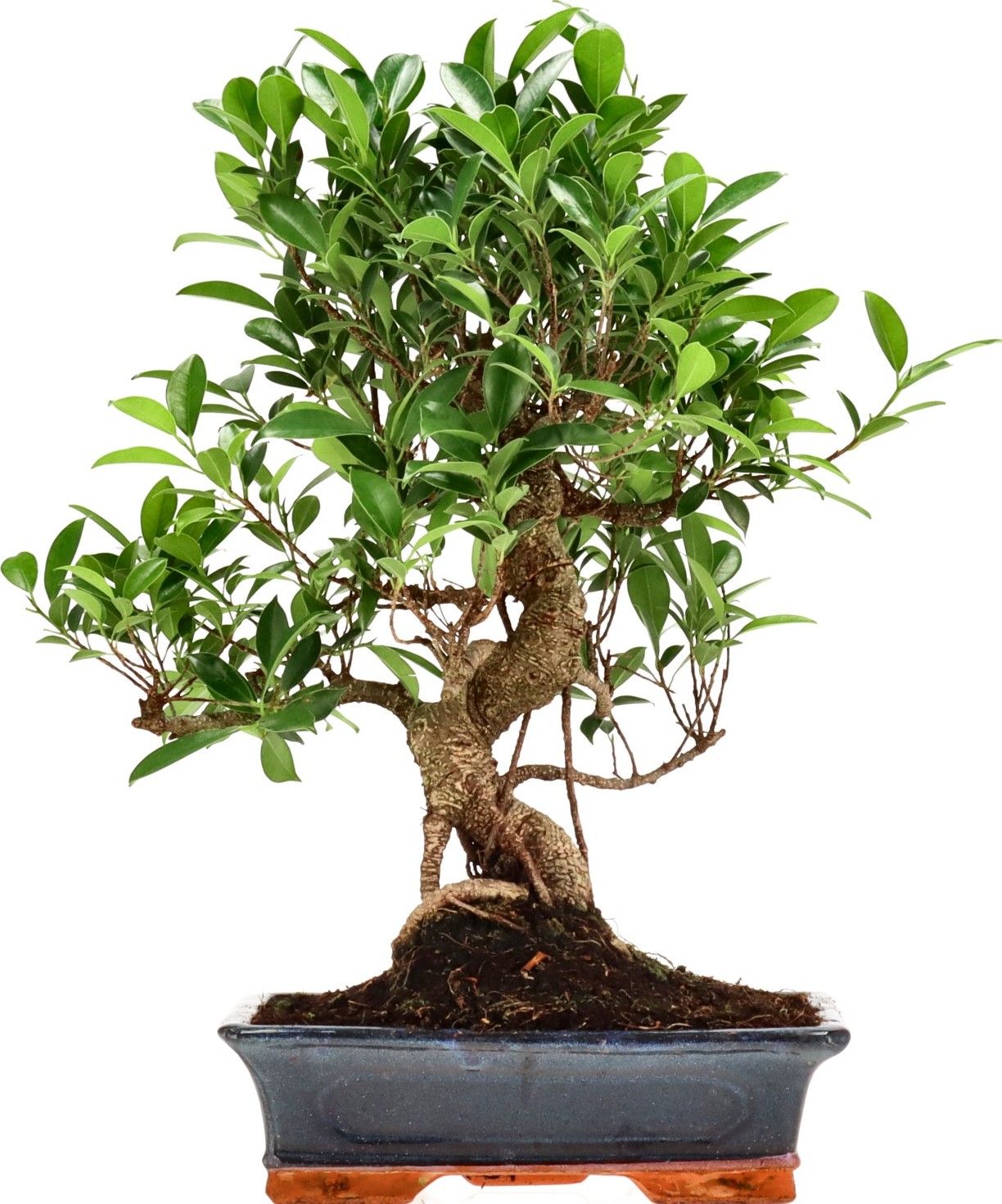 [Z013] Ficus Retusa, aprox. 14 annos