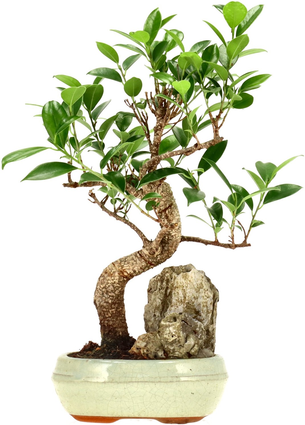[Z013] Indian Laurel, approx. 9 years